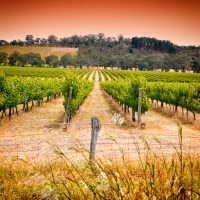 Rows of grapevines taken in Australia.